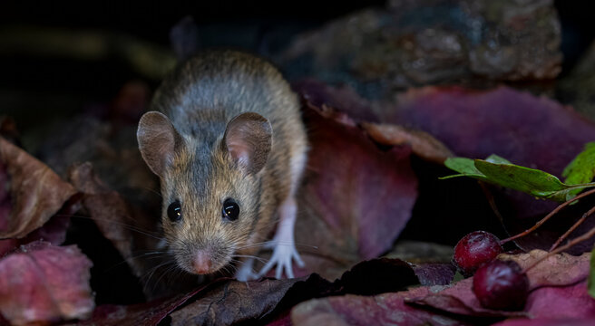 Wood mouse exploring autumn leaves on forest floor