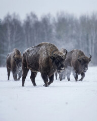 group of bison standing on snowy plain near forest