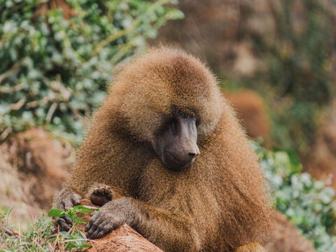 Baboon sitting in its natural habitat displaying behavior