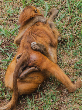 Baboon monkey showing social behavior in natural habitat