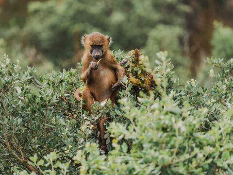 Young baboon perched in lush green foliage