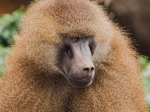 Close-up of a baboon with detailed fur visible