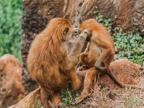 Baboon grooming social behavior in natural habitat