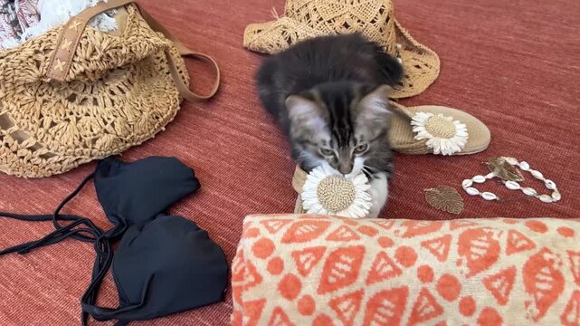 Gatito jugando con sandalias entre objetos de playa
