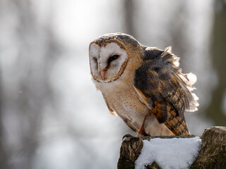 sowa puszczyk płomykówka las oczy © Colorful Soul