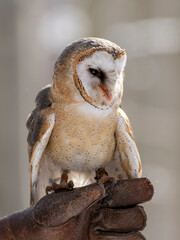 sowa puszczyk płomykówka las oczy © Colorful Soul