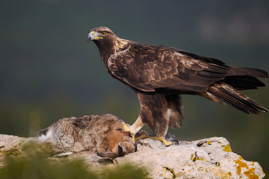 Majestic golden eagle perched on rocky ledge with prey