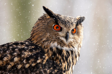 sowa puszczyk płomykówka las oczy © Colorful Soul