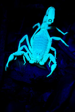 Scorpion glowing under ultraviolet light at night