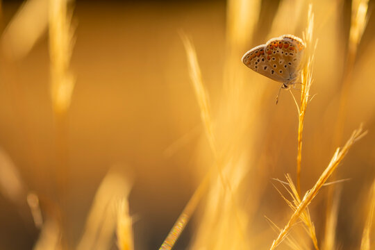 Macro view of Moorish blue butterfly in natural habitat