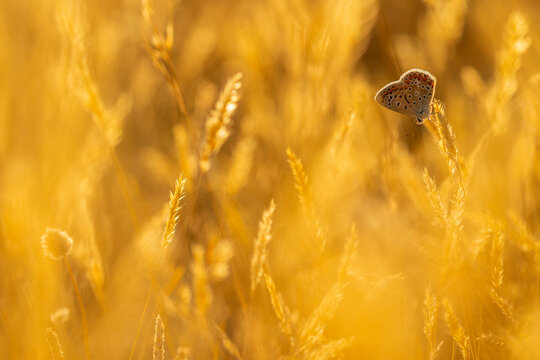 Moorish blue butterfly in golden field