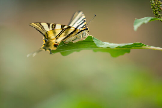 Swallowtail butterfly resting on a vibrant green leaf