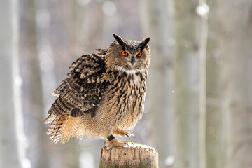 sowa puszczyk płomykówka las oczy © Colorful Soul