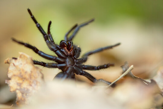Close-up of an Iberian funnel-web spider on dry leaves