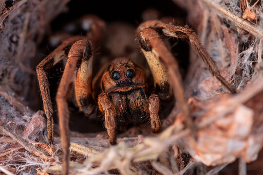 Close-up of wolf spider in natural habitat
