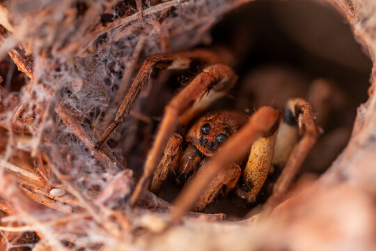 Close-up of a wolf spider hiding in its natural habitat