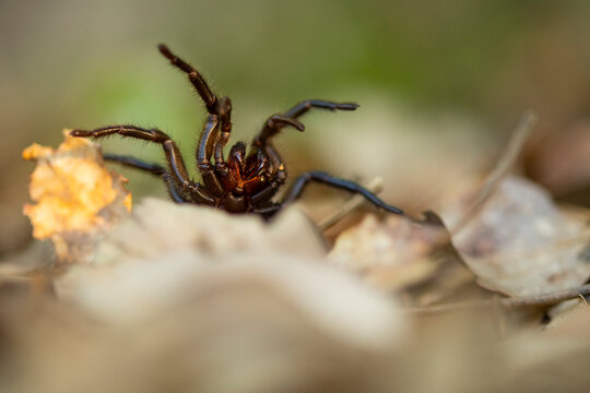 Iberian funnel-web spider in a natural habitat