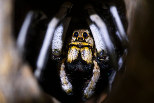 Close-up of wolf spider in natural habitat