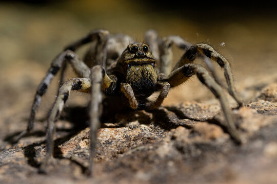 Close-up of a wolf spider in its natural habitat
