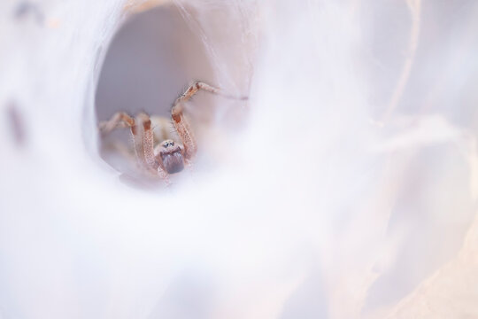 Spider nestled in a delicate silk web tunnel