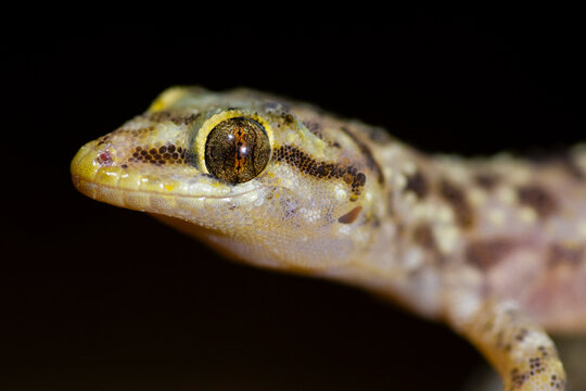 Mediterranean house gecko macro photo with detailed eye