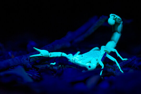 Scorpion under UV light in its natural habitat