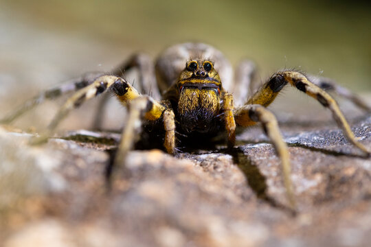 Wolf spider close-up on a rocky surface
