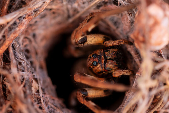 Close-up of a wolf spider in its natural habitat
