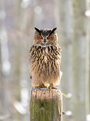 sowa puszczyk płomykówka las oczy © Colorful Soul