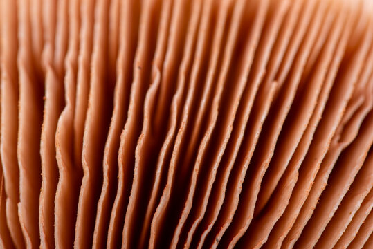 Close-up view of delicate mushroom gills in detail