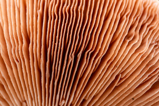 Close-up view of mushroom gills in macro photography