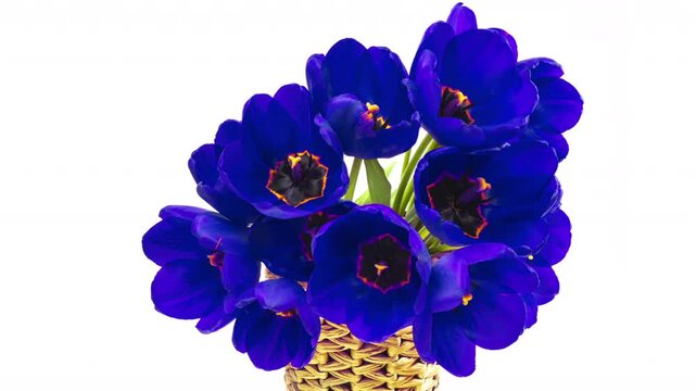 Amazing blue tulip flower blooming on white background. Easter, spring, valentine's day, holidays concept