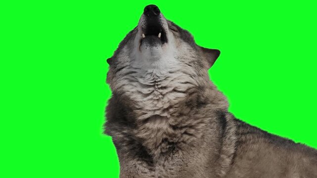 howling gray wolf on green screen