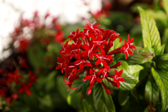 Pentas Lanceolata plant in the garden