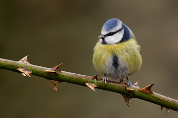Blue Tit Perched on Thorny Branch in Woodland England © Paul Cross