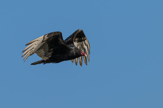 Closeup of a turkey vulture in flight.