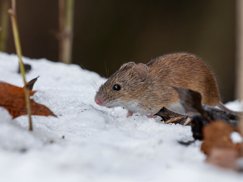 mysz myszarka leśna