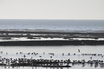 Seabirds on a rocky shoreline