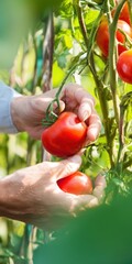 Hands harvesting ripe red tomatoes in organic garden