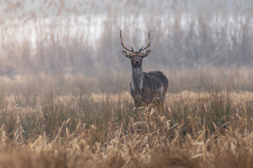 daniel byk cielak las portret © Colorful Soul