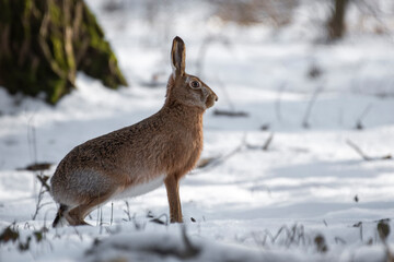 zając szarak rudy śnieg zima © Colorful Soul