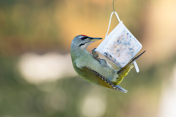 dzieciol zielonosiwy stołówka karmnik © Colorful Soul