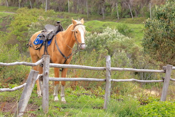 Horses, Parque Nacional Antisana, Ecuador