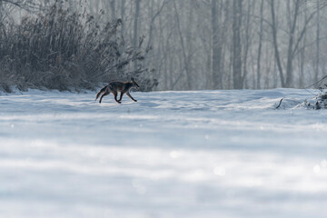lis spacer zimowy po śniegu zima mróz © Colorful Soul