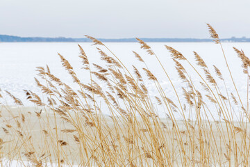 Dry Reeds Swaying by Frozen Winter Lake © Jorens