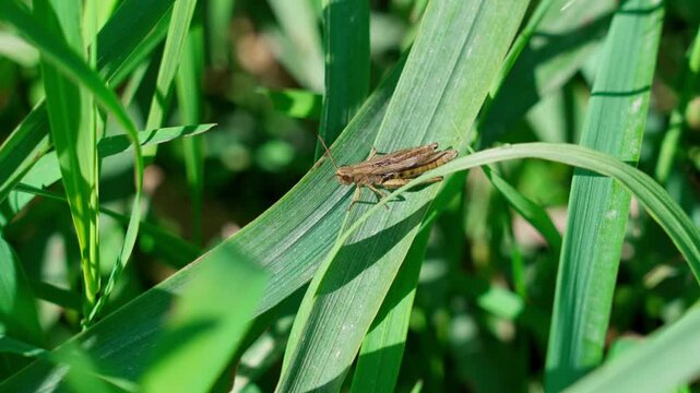 A grasshopper sitting in green grass on a clear sunny day. The head, thorax, abdomen, antennae, eyes, three pairs of legs, and two pairs of wings are visible. Shot at mid-range.