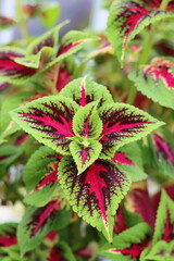 Multi coloured variegated coleus leaves