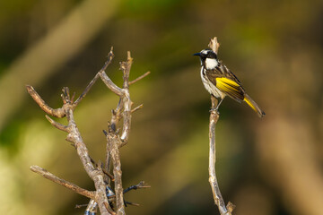 New Holland Honeyeater (Phylidonyris novaehollandiae) in bush in shrub-land on coast at Evans Bay