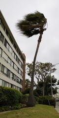 Palm tree fronds blowing in strong wind near building