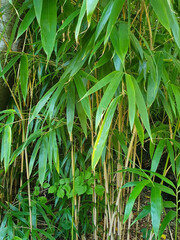 Obraz premium Green bamboo leaves background, leafy backdrop